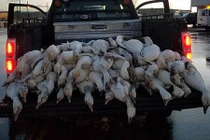 Nghi ngờ sét đánh gây ra "cơn mưa ngỗng" trút xuống tiểu bang Mỹ