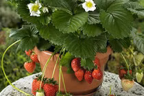 Nhiều giống mới lạ đưa ra thị trường hoa Tết 2018