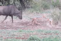Linh dương đầu bò mẹ "ẩu, đoảng" vô tình hiến con cho bầy chó hoang