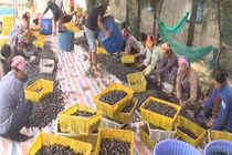 Từ nợ nần đầm đìa, đến làng triệu phú ốc hương, thu 18 tỷ đồng /năm