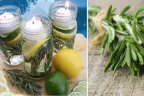 Mãi mãi vắng bóng muỗi khi có hỗn hợp này trong nhà