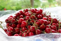 Trái cây ngoại siêu đắt tại Việt Nam là cây dại ở nước ngoài?