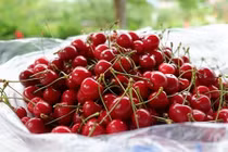 Trái cây ngoại siêu đắt tại Việt Nam là cây dại ở nước ngoài?