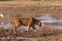 Video: Vượt qua sợ hãi, sư tử đoạt mạng trâu rừng kịch tính