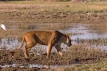 Video: Vượt qua sợ hãi, sư tử đoạt mạng trâu rừng kịch tính