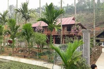 Ngôi nhà gây thương nhớ với hàng cau có những bụi lan nở tím