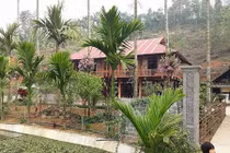 Ngôi nhà gây thương nhớ với hàng cau có những bụi lan nở tím