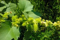 Quả dại mọc đầy ở Việt Nam, Trung Quốc chế thành thảo dược đắt đỏ