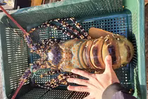 Hải sản giảm giá một nửa, thịt gà 6.000 đồng/kg vẫn ế ẩm