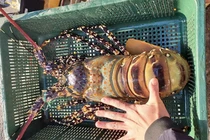 Hải sản giảm giá một nửa, thịt gà 6.000 đồng/kg vẫn ế ẩm