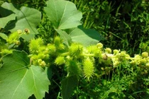 Quả dại mọc đầy ở Việt Nam, Trung Quốc chế thành thảo dược đắt đỏ