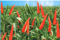 Nhẹ nhàng thu 4 triệu/ngày nhờ ớt chỉ thiên