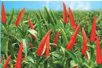 Nhẹ nhàng thu 4 triệu/ngày nhờ ớt chỉ thiên