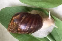 Ở nhà nuôi vàng mềm, bỏ túi hàng trăm triệu dễ dàng