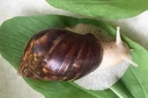 Ở nhà nuôi vàng mềm, bỏ túi hàng trăm triệu dễ dàng