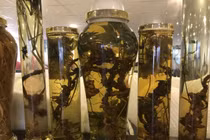 Đại gia chi chục triệu thuê ô tô riêng chở một củ sâm quý