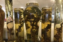 Đại gia chi chục triệu thuê ô tô riêng chở một củ sâm quý