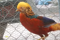 Những giống chim khiến đại gia Việt không ngại chi tiền 