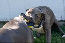 Tại sao vết cắn của chó Pitbull đáng sợ hơn những giống chó khác?