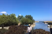 "Lộc biển" bất ngờ xuất hiện dày đặc, ngư dân Khánh Hòa hái ra tiền