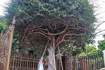 Chiêm ngưỡng cây hoa giấy cổ thụ giá 3 tỷ