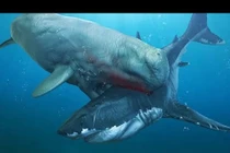 Video: 'Thủy quái' Livyatan - kình địch của Megalodon dưới đáy đại dương