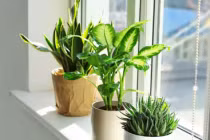 3 tháng cuối năm, nhớ thay đổi 5 thứ trong nhà để dọn đường đón tài lộc