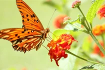 Dấu hiệu cho thấy bạn sắp nhặt được tiền, vận may bủa vây