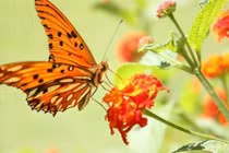 Dấu hiệu cho thấy bạn sắp nhặt được tiền, vận may bủa vây