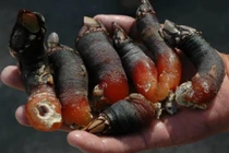 Video: Hà ngỗng ngon như tôm hùm - đặc sản không phải ai cũng dám thử