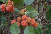 Loại quả nhìn như bộ não, mọc hoang mà giá gần 200 nghìn/kg