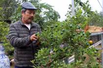 Nghề HOT: Trồng quất bonsai, bán giá cao hơn quất cảnh 10 lần