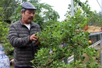 Nghề HOT: Trồng quất bonsai, bán giá cao hơn quất cảnh 10 lần