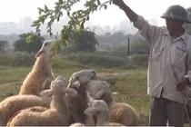 Video: Cận cảnh đàn cừu 20 con chuyên làm mẫu ở Hà Nội