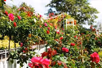 Bỏ vợ lấy bồ xinh, hai năm sau tôi khóc không thành tiếng