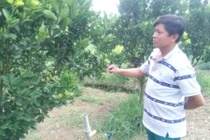 "Cây bạc triệu" trên đồng đất Bình Dương