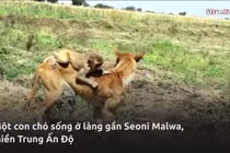 Video: Chó nhận khỉ làm con nuôi, cho bú, dắt đi chơi