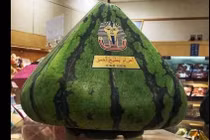 24 triệu đồng một quả dưa hấu hình kim tự tháp ở Nhật