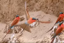 Video: Loài chim đập nát vòi ong trước khi nuốt