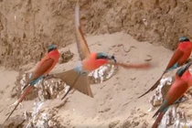 Video: Loài chim đập nát vòi ong trước khi nuốt