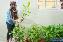 Ươm trồng bàng vuông bán cho du khách ở đảo Lý Sơn