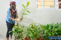 Ươm trồng bàng vuông bán cho du khách ở đảo Lý Sơn