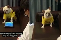 Video: Chú chó nổi giận vì bị phá bĩnh khi chơi game
