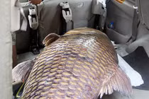 Sau những lần bắt cá “khủng”, ngư dân Sài Gòn lại làm điều này