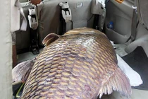 Sau những lần bắt cá “khủng”, ngư dân Sài Gòn lại làm điều này