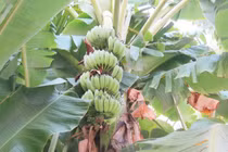 Combo 5 chiếc lá chuối giá 1.168.000 đồng gây choáng váng