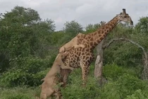 Video: Hươu cao cổ phản đòn đánh bại 6 sư tử