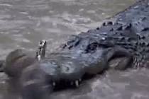 Video: Màn đụng độ giữa cá sấu và trăn khủng