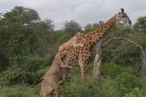 Video: Hươu cao cổ phản đòn đánh bại 6 sư tử