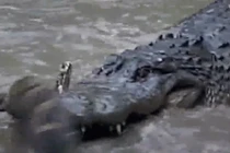 Video: Màn đụng độ giữa cá sấu và trăn khủng